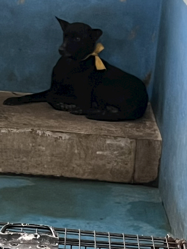 苗栗縣動物保護教育園區,編號:427595, 混種犬          