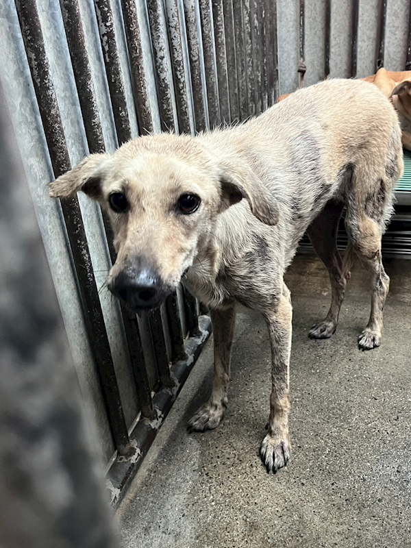 彰化縣流浪狗中途之家,編號:427578, 混種犬          