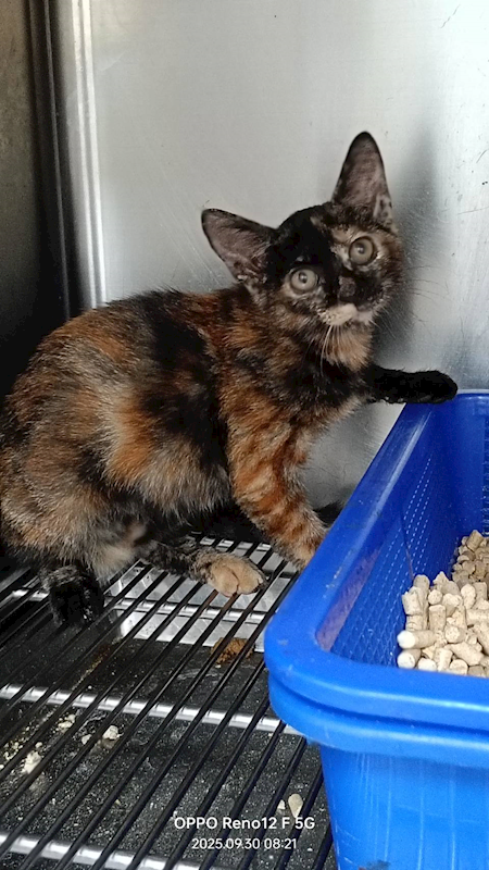 新竹市動物保護教育園區,編號:424171, 混種貓                 