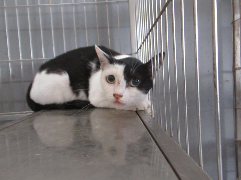 新竹市動物保護教育園區,編號:422287, 混種貓                 