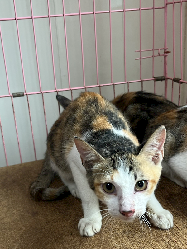 彰化縣流浪狗中途之家,編號:427354, 混種貓                 