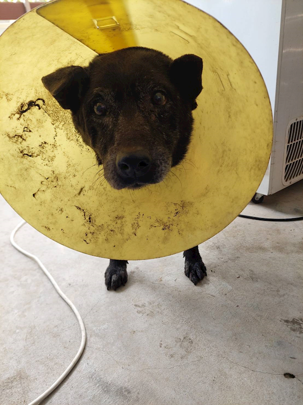 新北市五股區公立動物之家,編號:392910, 混種犬          