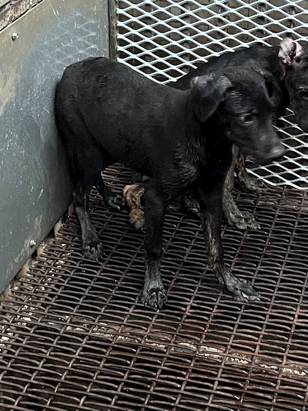 彰化縣流浪狗中途之家,編號:426153, 混種犬          