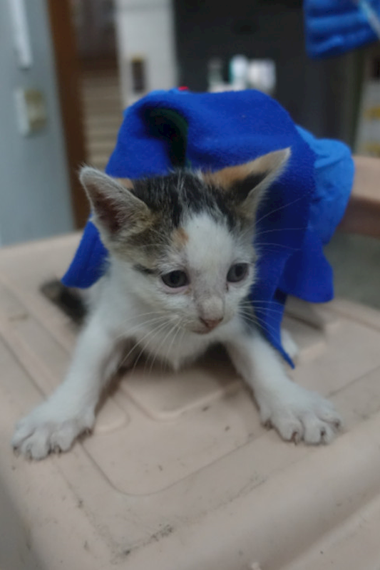 宜蘭縣流浪動物中途之家,編號:427718, 混種貓                 