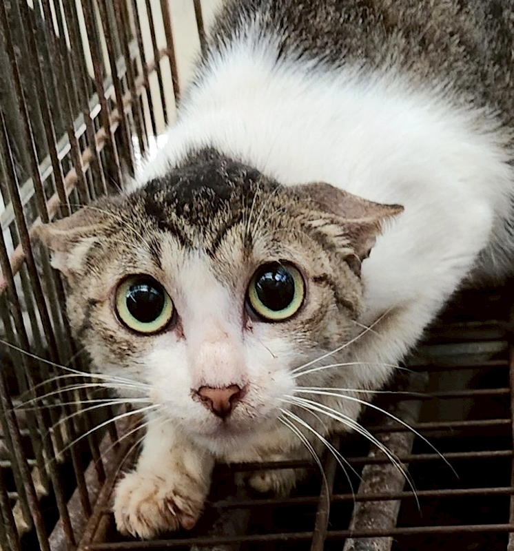 新北市三芝區公立動物之家,編號:427706, 混種貓                 