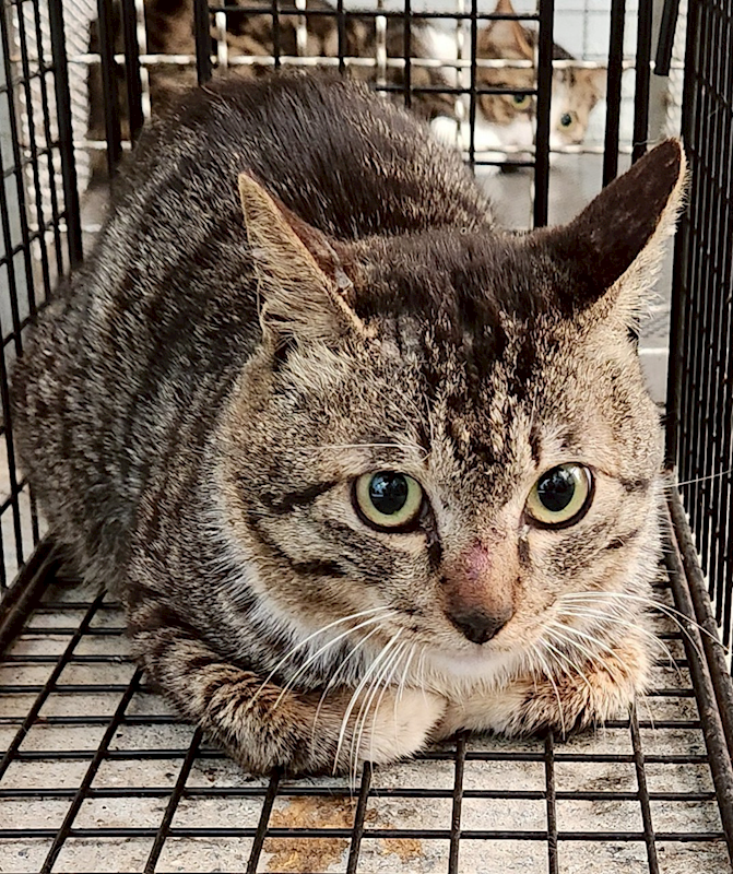 新北市三芝區公立動物之家,編號:427709, 混種貓                 