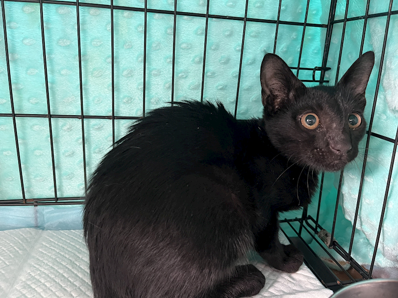 臺北市動物之家,編號:424737, 混種貓                 