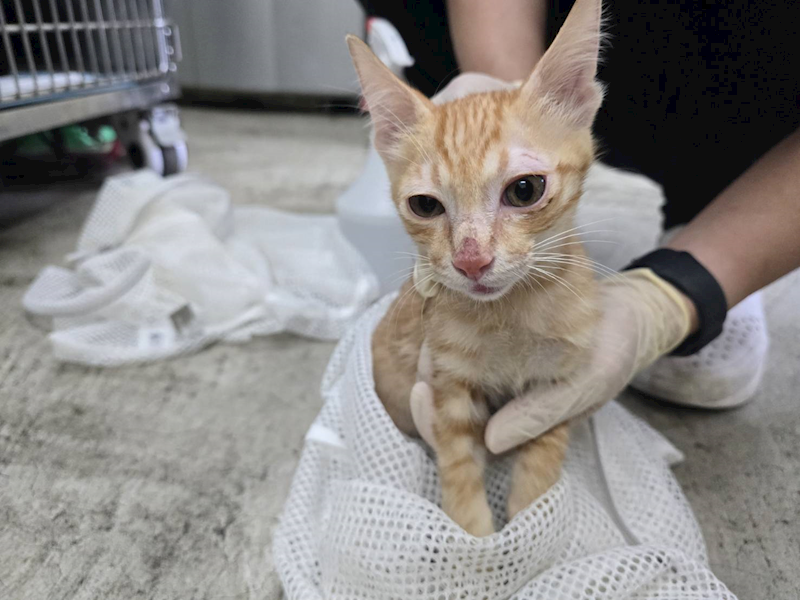 臺北市動物之家,編號:426464, 混種貓                 