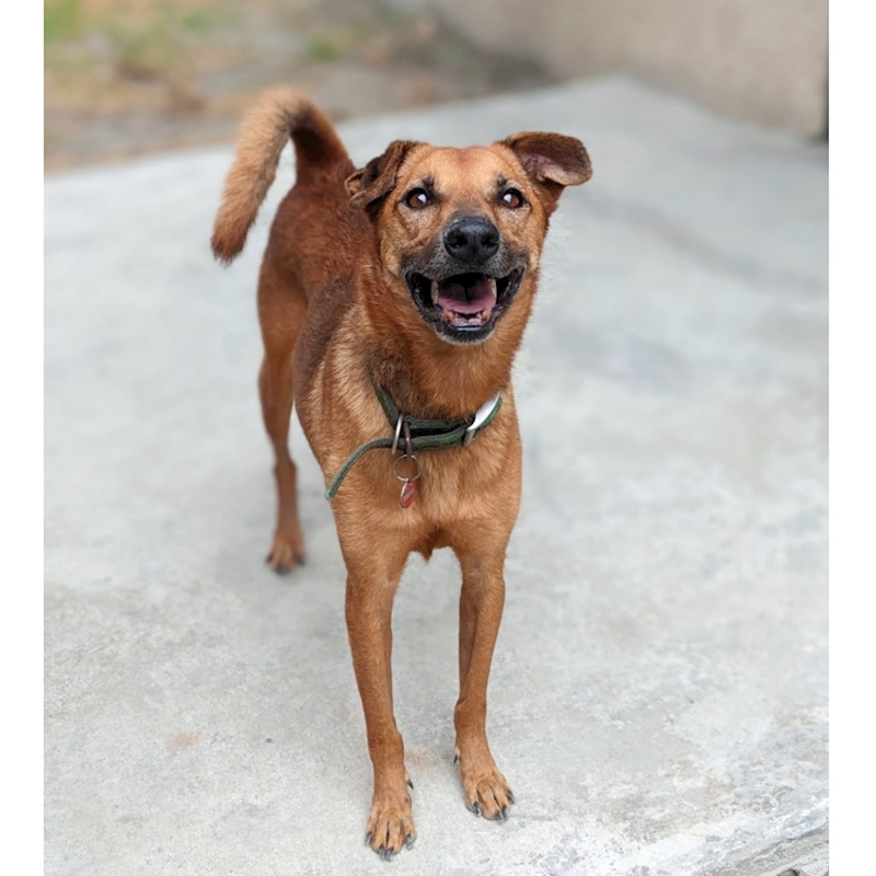 花蓮縣狗貓躍動園區,編號:290876, 混種犬          