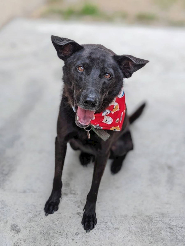 花蓮縣狗貓躍動園區,編號:290872, 混種犬          