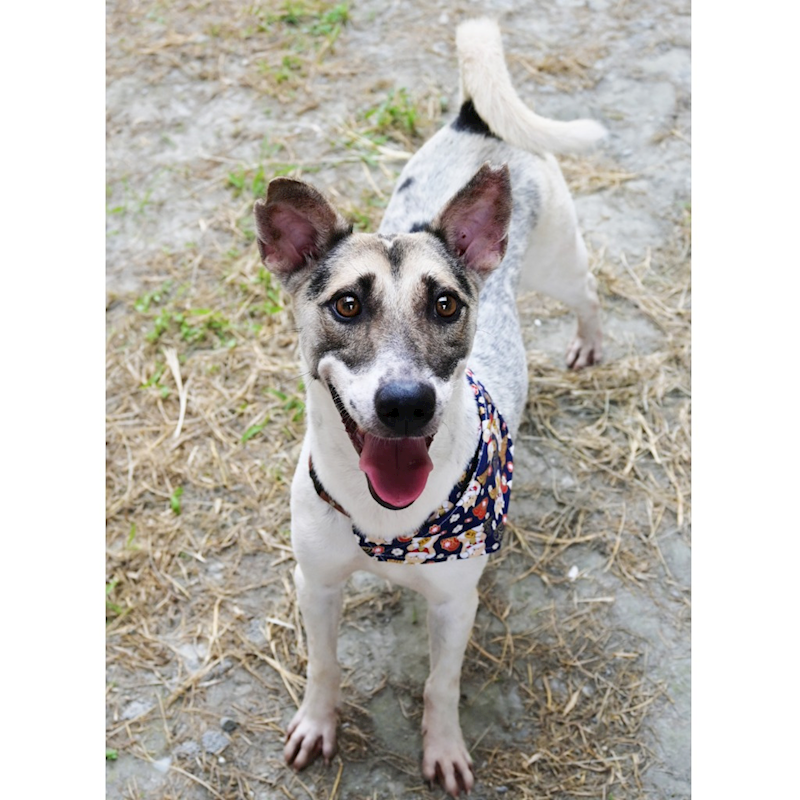 花蓮縣狗貓躍動園區,編號:307929, 混種犬          