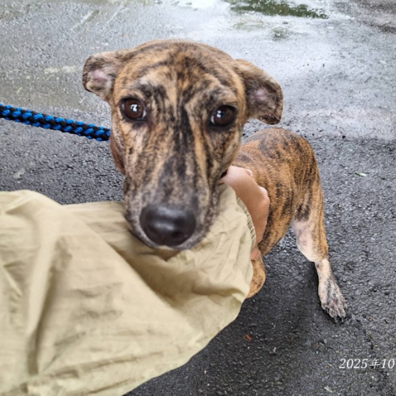 基隆市寵物銀行,編號:427157, 混種犬          