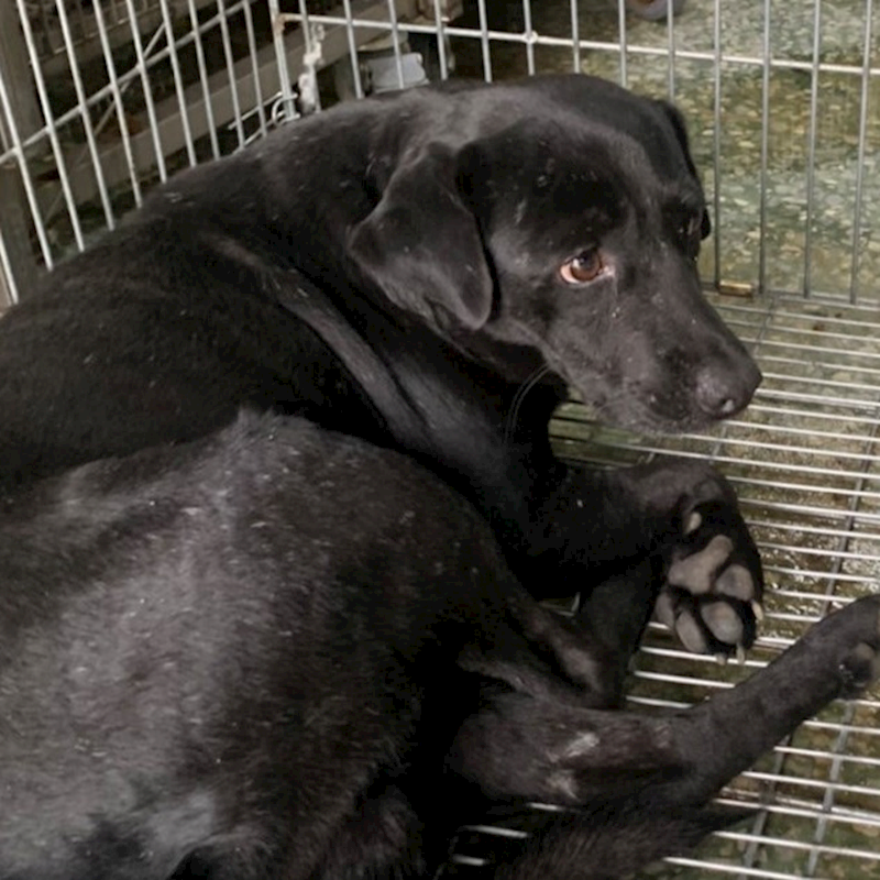 臺南市動物之家善化站,編號:387831, 混種犬          