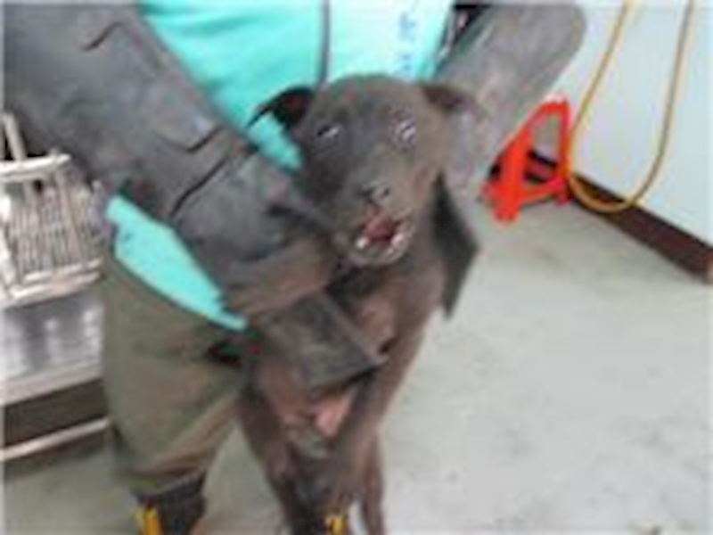 桃園市動物保護教育園區,編號:84638, 混種犬          