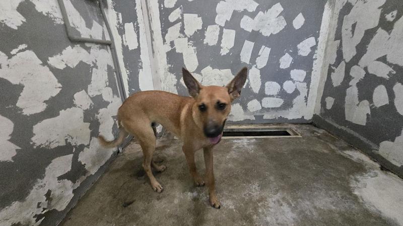 新竹市動物保護教育園區,編號:427634, 混種犬          