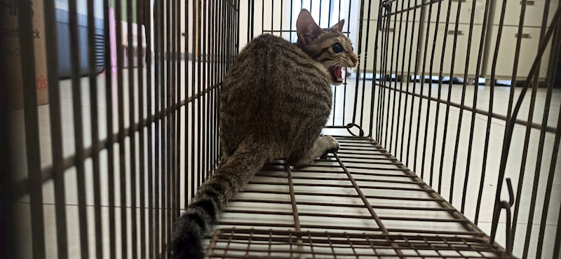 金門縣動物收容中心,編號:427623, 混種貓                 