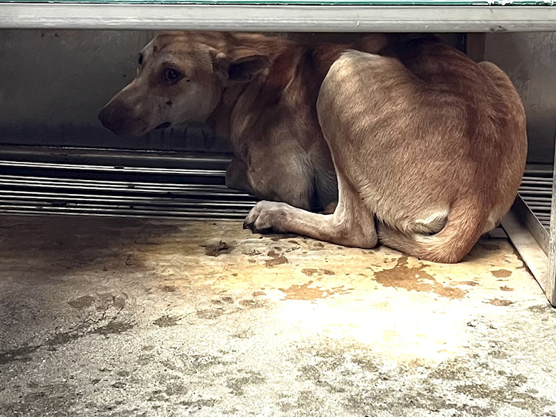 彰化縣流浪狗中途之家,編號:426075, 混種犬          