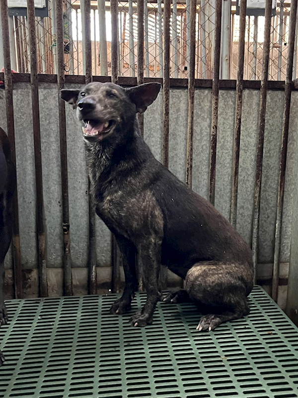 彰化縣流浪狗中途之家,編號:428723, 混種犬          