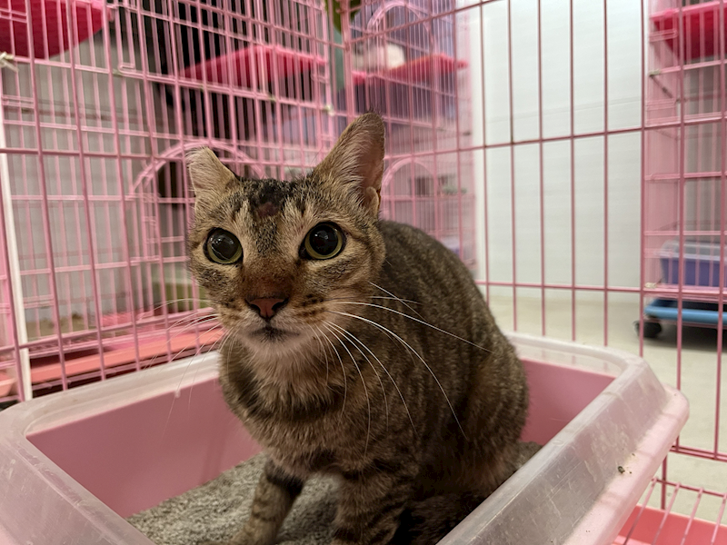 臺北市動物之家,編號:413214, 混種貓                 