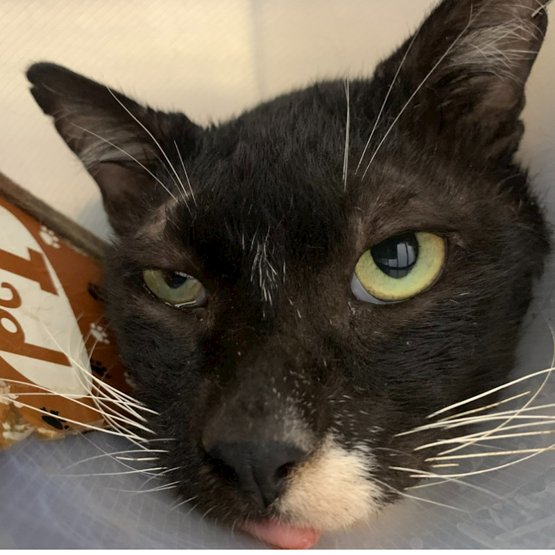 臺北市動物之家,編號:418491, 混種貓                 