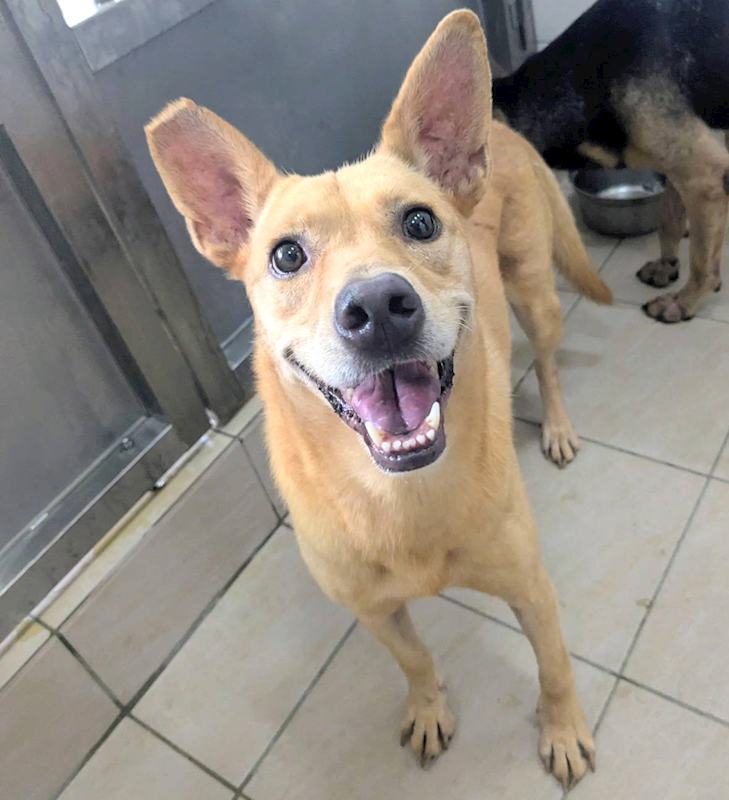 新竹縣動物保護教育園區,編號:419775, 混種犬          