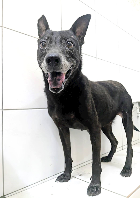 新竹縣動物保護教育園區,編號:419754, 混種犬          