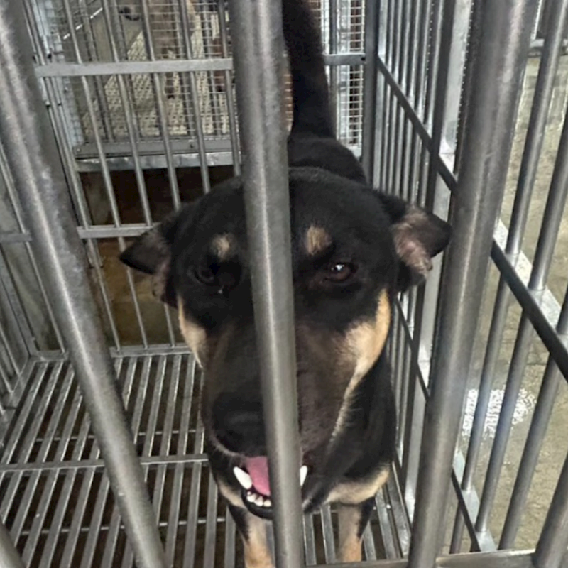 澎湖縣流浪動物收容中心,編號:423807, 混種犬          