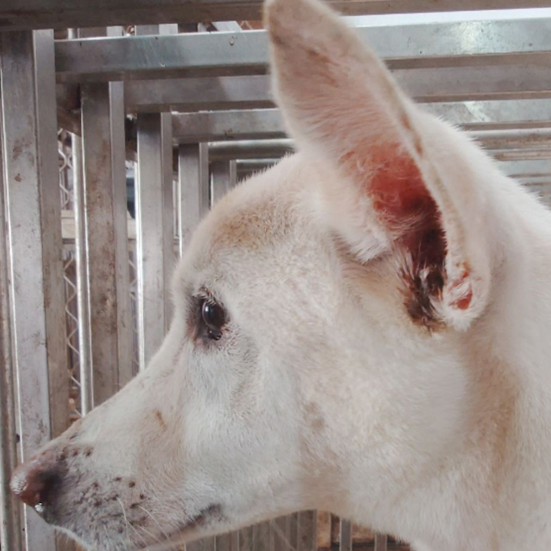 臺南市動物之家善化站,編號:382923, 混種犬          