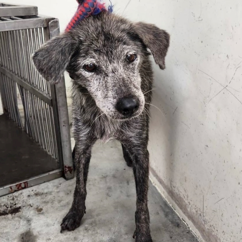 臺北市動物之家,編號:363105, 混種犬          