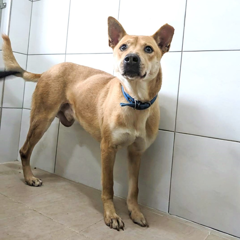 新竹縣動物保護教育園區,編號:382855, 混種犬          