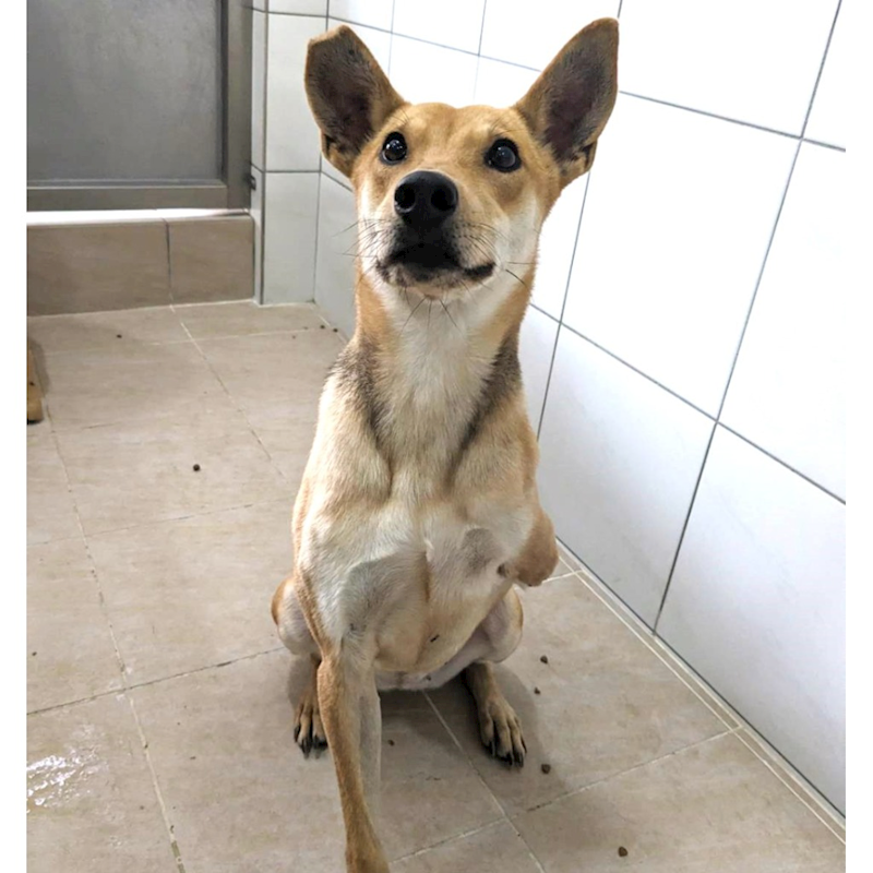 新竹縣動物保護教育園區,編號:389444, 混種犬          