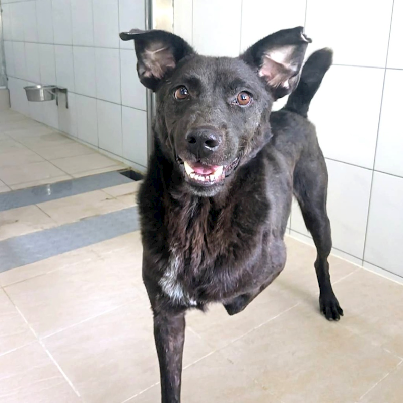 新竹縣動物保護教育園區,編號:401573, 混種犬          