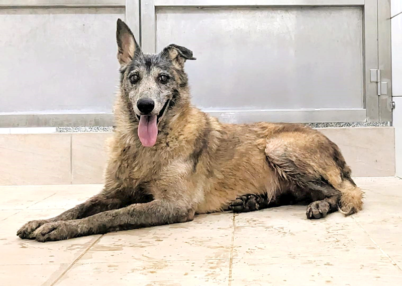 新竹縣動物保護教育園區,編號:418133, 其他                  