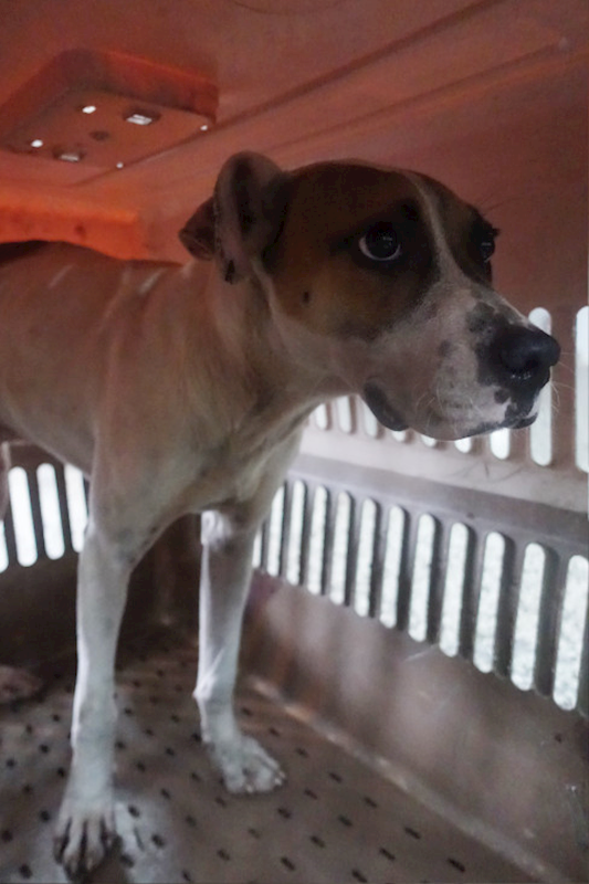 宜蘭縣流浪動物中途之家,編號:428807, 混種犬          