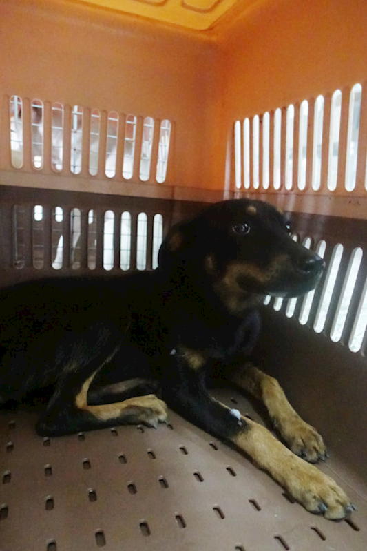 宜蘭縣流浪動物中途之家,編號:428806, 混種犬          