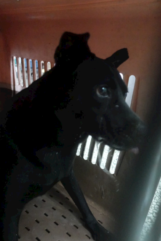 宜蘭縣流浪動物中途之家,編號:428804, 混種犬          