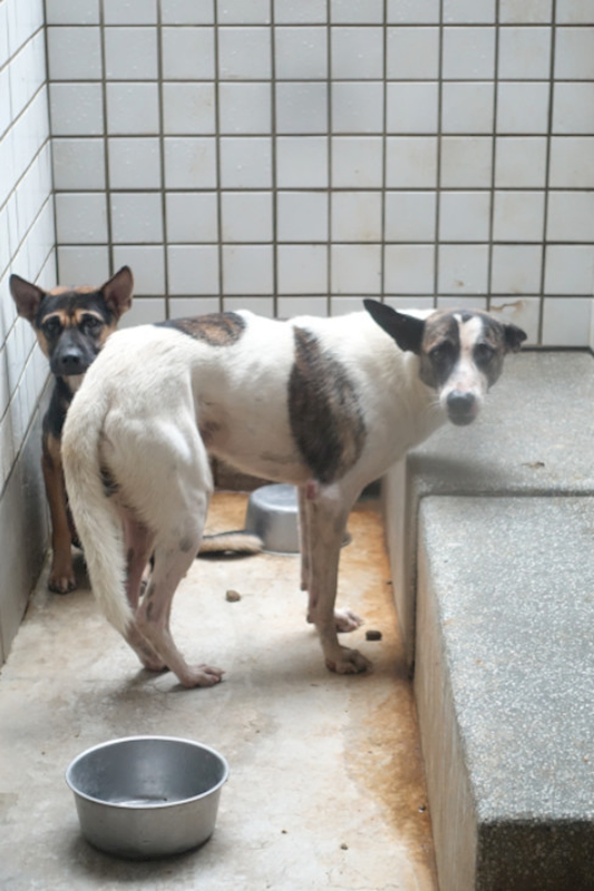 宜蘭縣流浪動物中途之家,編號:428803, 混種犬          