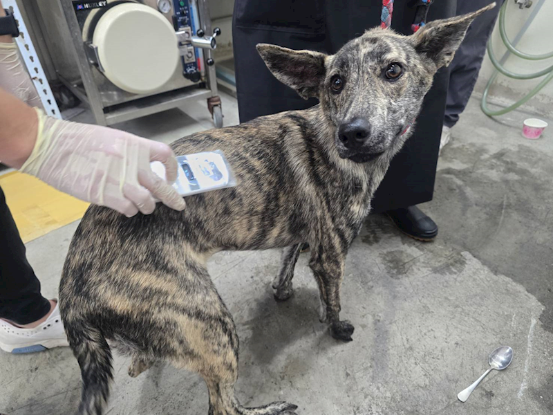 臺北市動物之家,編號:427305, 混種犬          