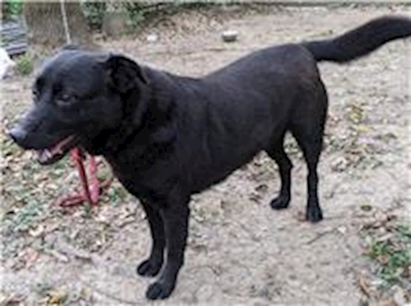 臺北市動物之家,編號:31884, 混種犬          