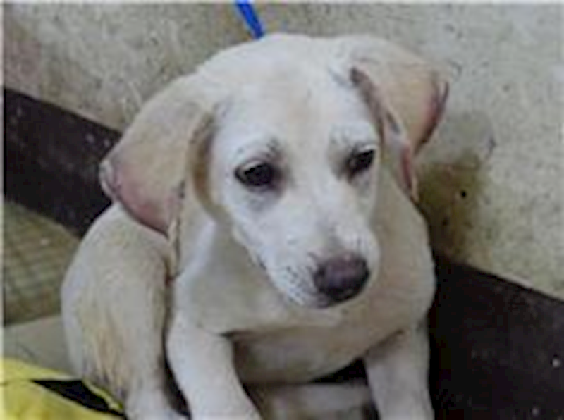 臺北市動物之家,編號:31607, 混種犬          