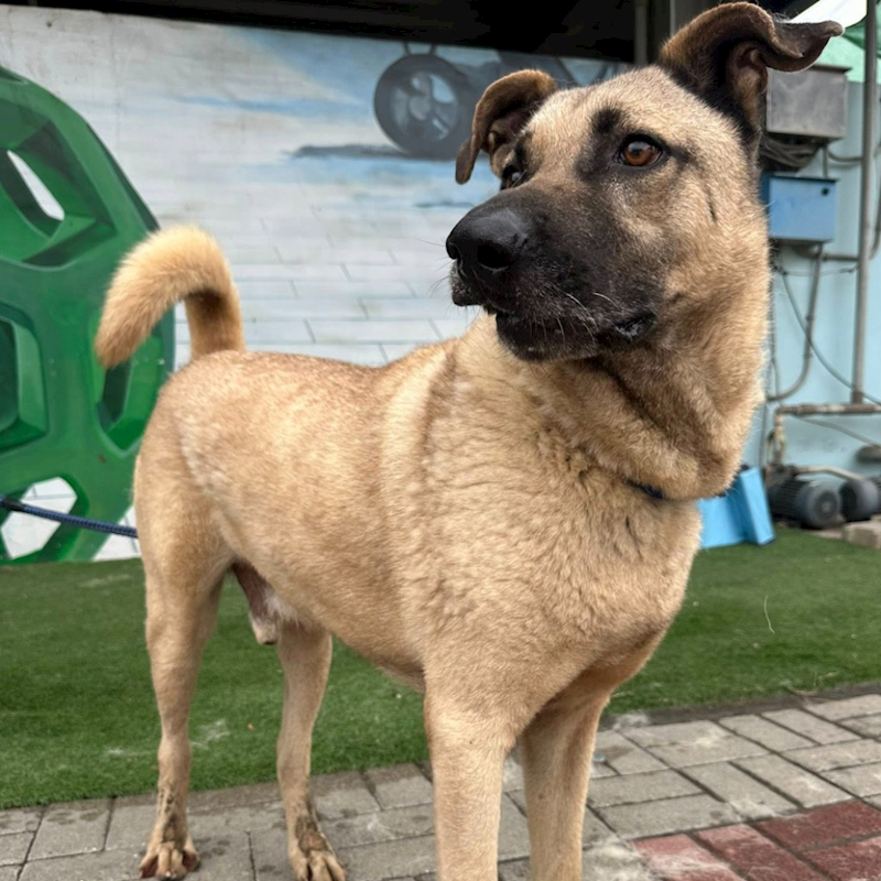 臺南市動物之家灣裡站,編號:302913, 混種犬          