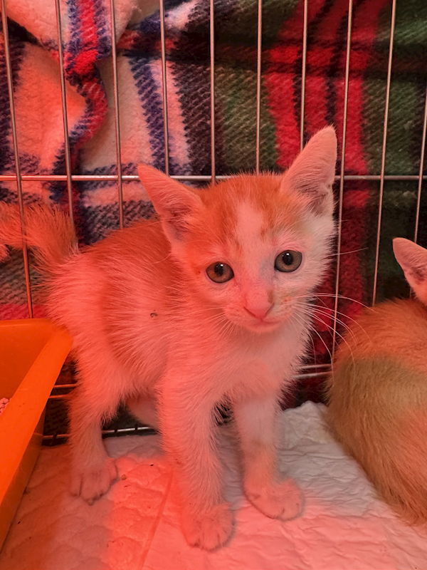 新北市八里區公立動物之家,編號:425292, 混種貓                 