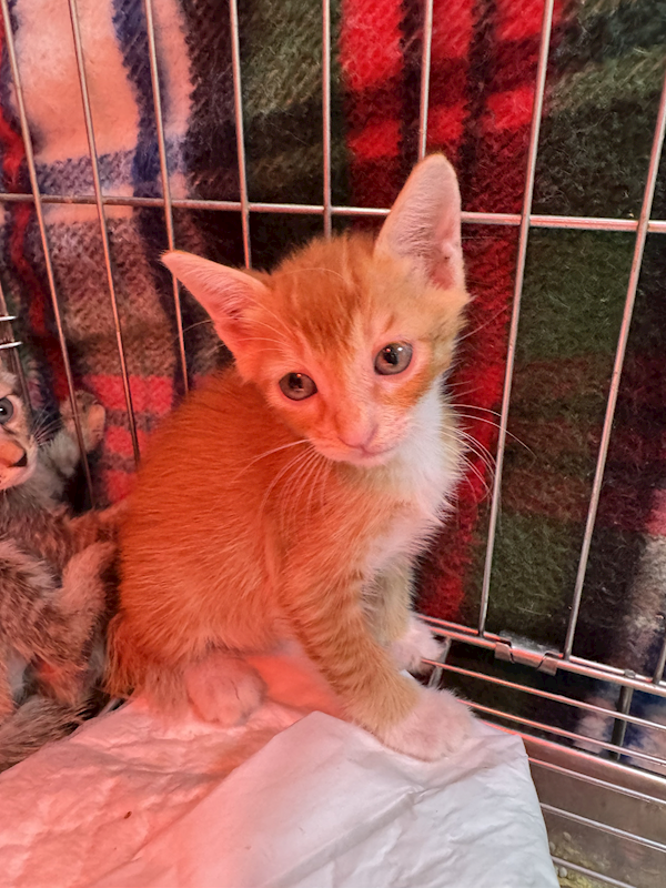 新北市八里區公立動物之家,編號:425295, 混種貓                 