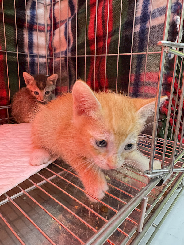 新北市八里區公立動物之家,編號:425294, 混種貓                 