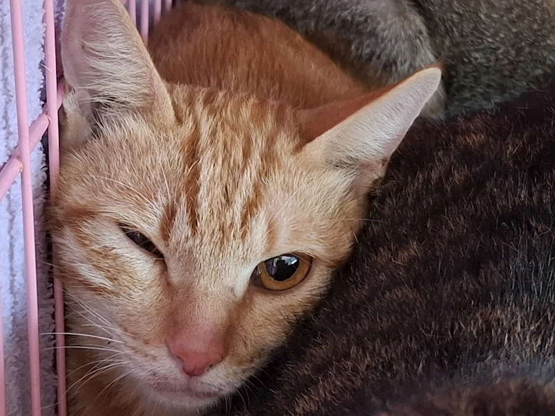 臺北市動物之家,編號:409047, 混種貓                 