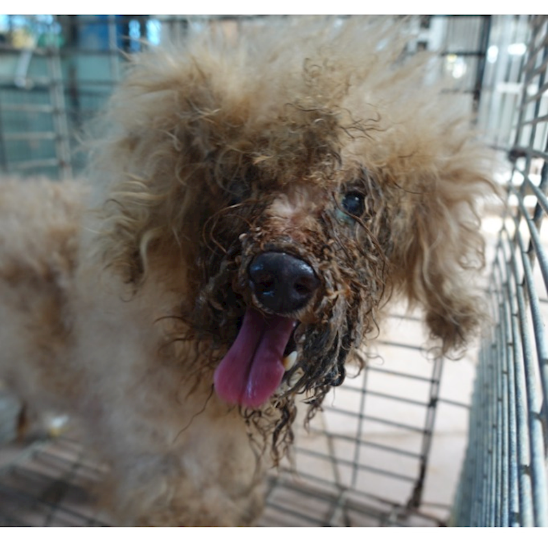 臺南市動物之家灣裡站,編號:425444, 貴賓犬        