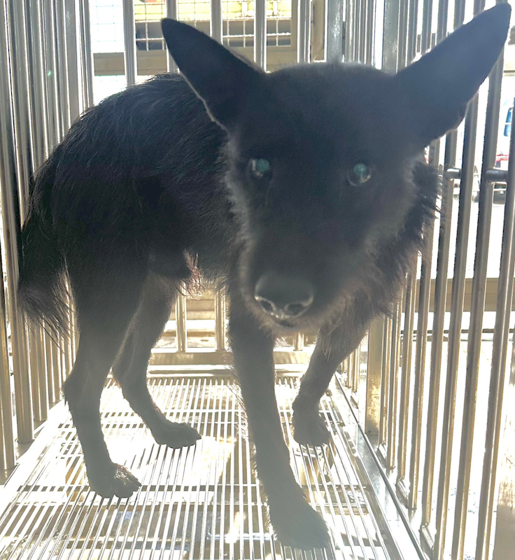 花蓮縣狗貓躍動園區,編號:383793, 混種犬          