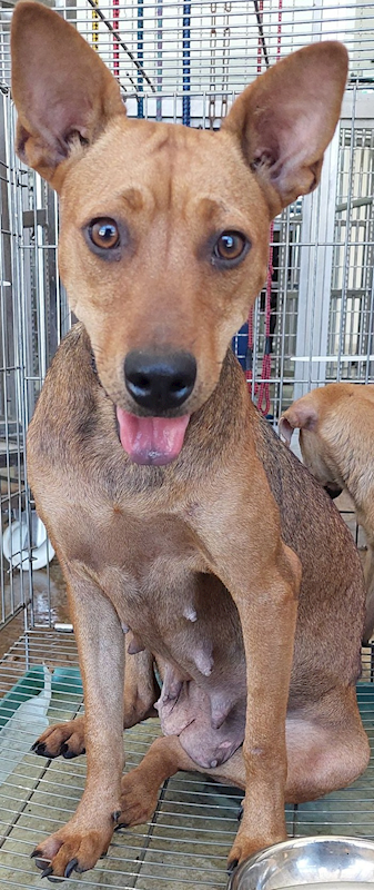 花蓮縣狗貓躍動園區,編號:425118, 混種犬          