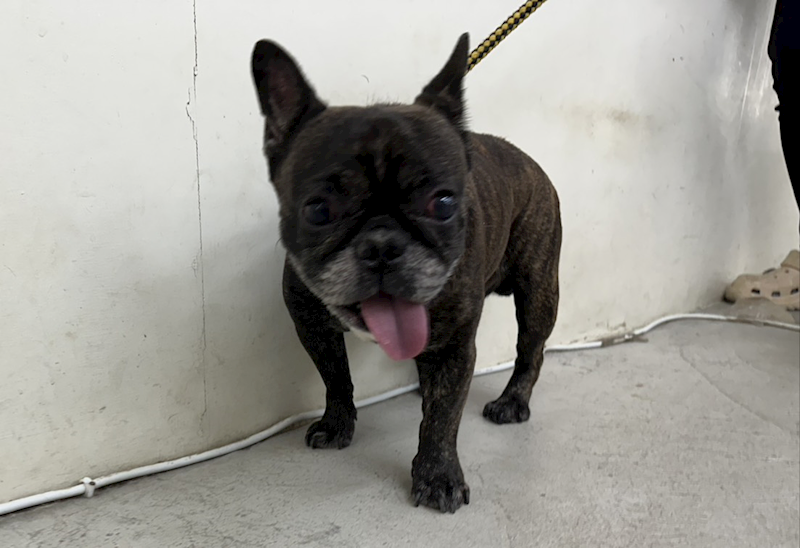 臺北市動物之家,編號:422259, 法國鬥牛犬