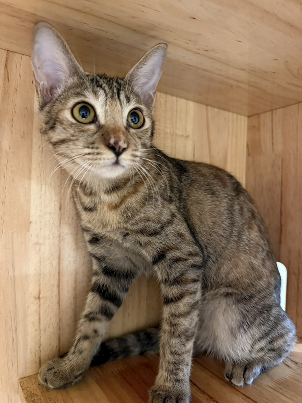 新北市八里區公立動物之家,編號:428962, 混種貓                 